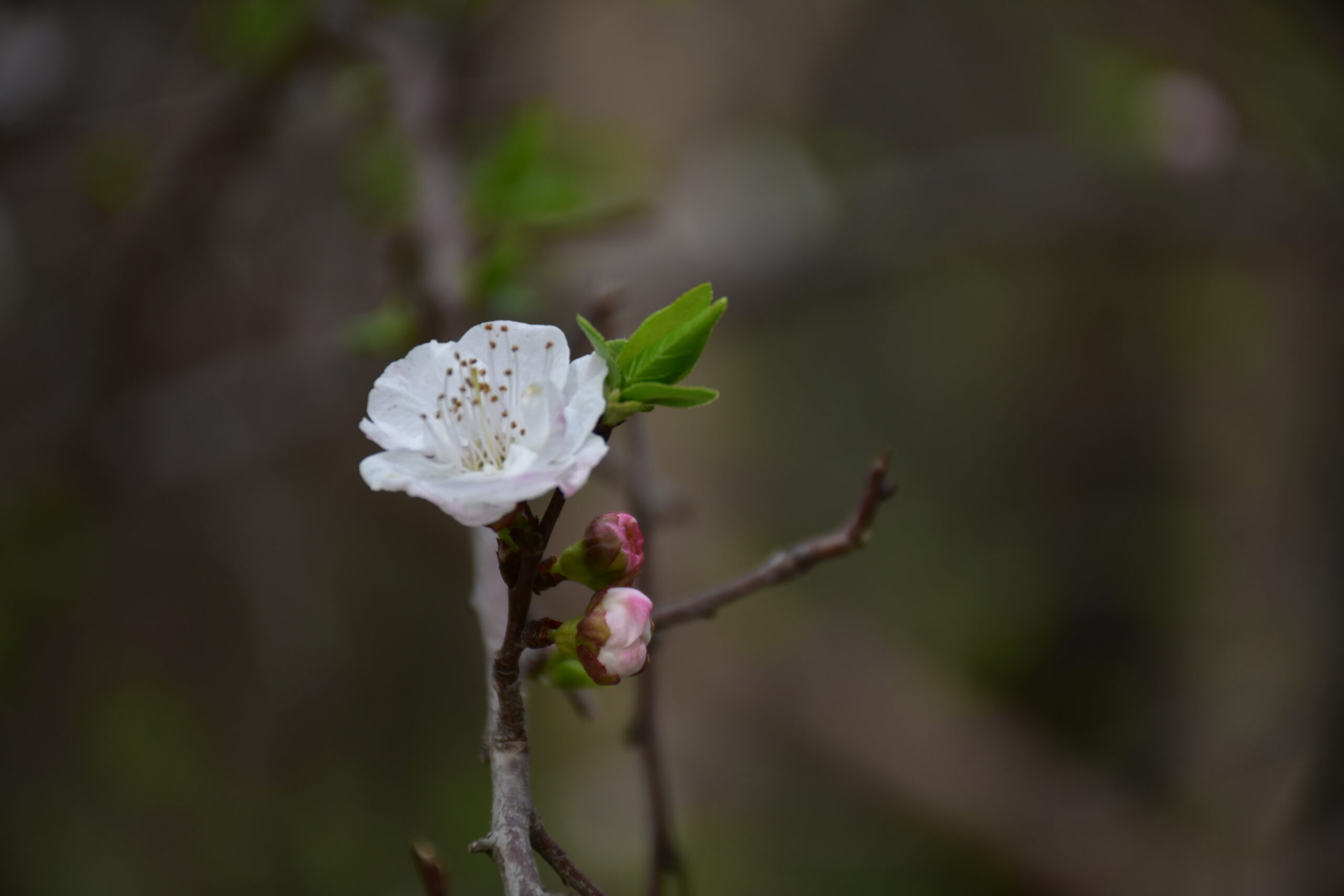 DSC 3876 scaled عکس