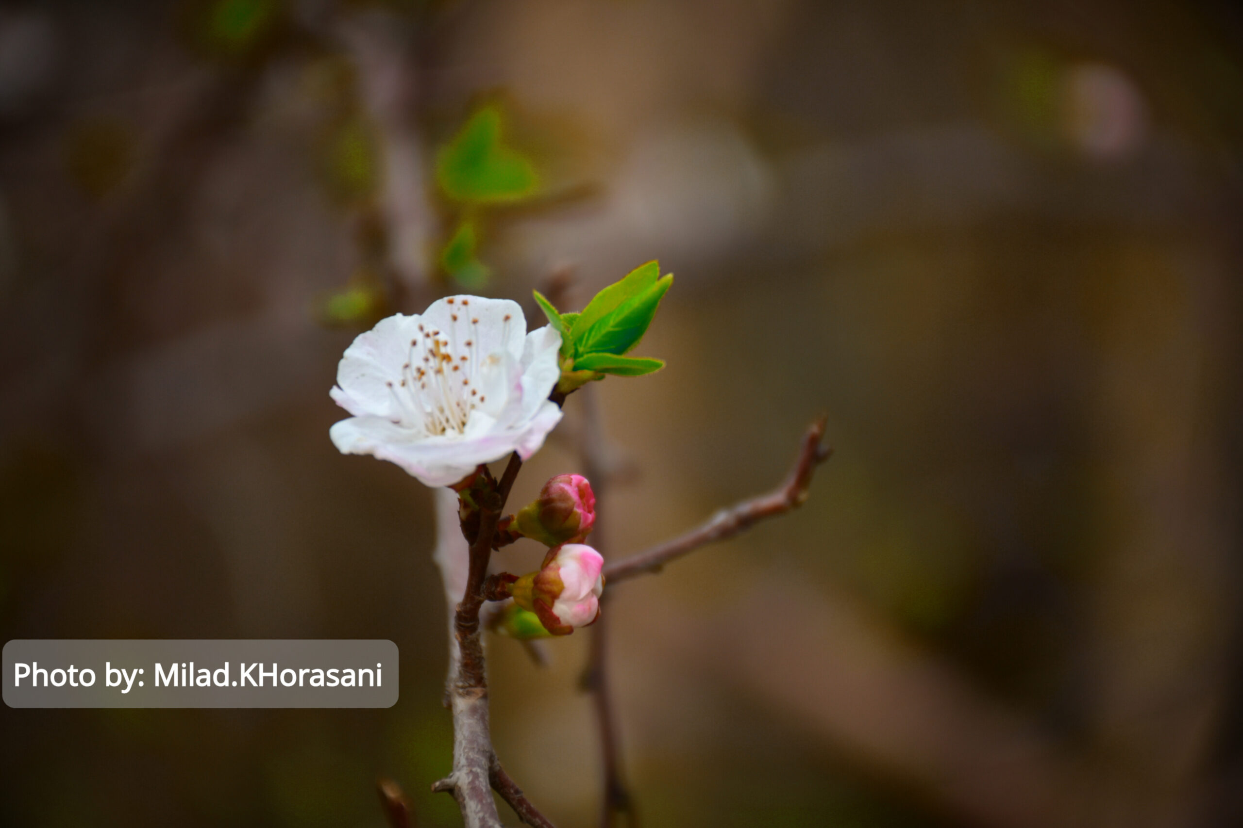 InShot ۲۰۲۵۰۳۱۰ ۲۱۵۶۳۷۶۹۱ scaled شکوفه های زردآلو باغات منصوریه بهبهان+عکس