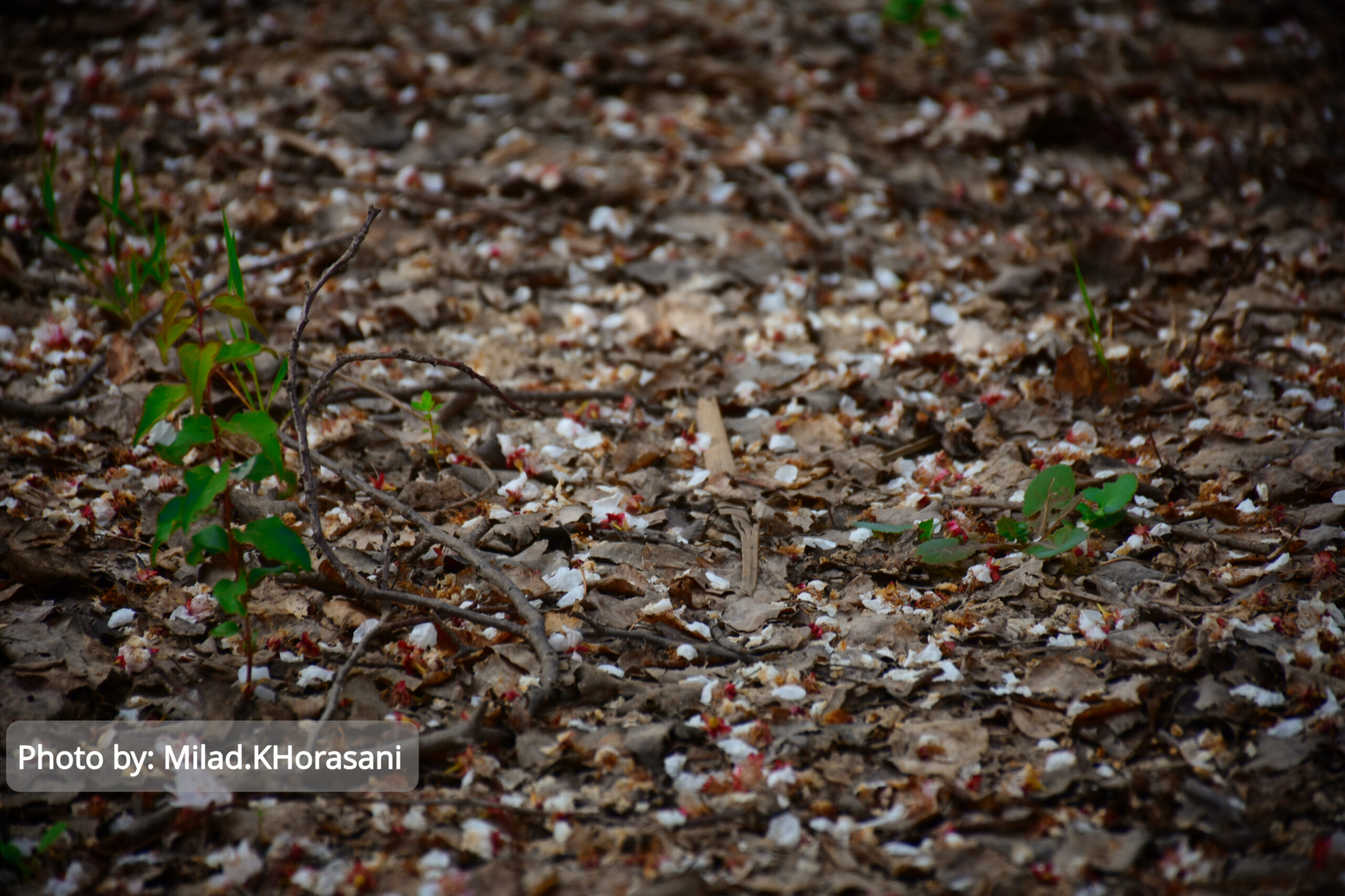 InShot ۲۰۲۵۰۳۱۰ ۲۱۵۷۳۱۱۷۳ scaled شکوفه های زردآلو باغات منصوریه بهبهان+عکس