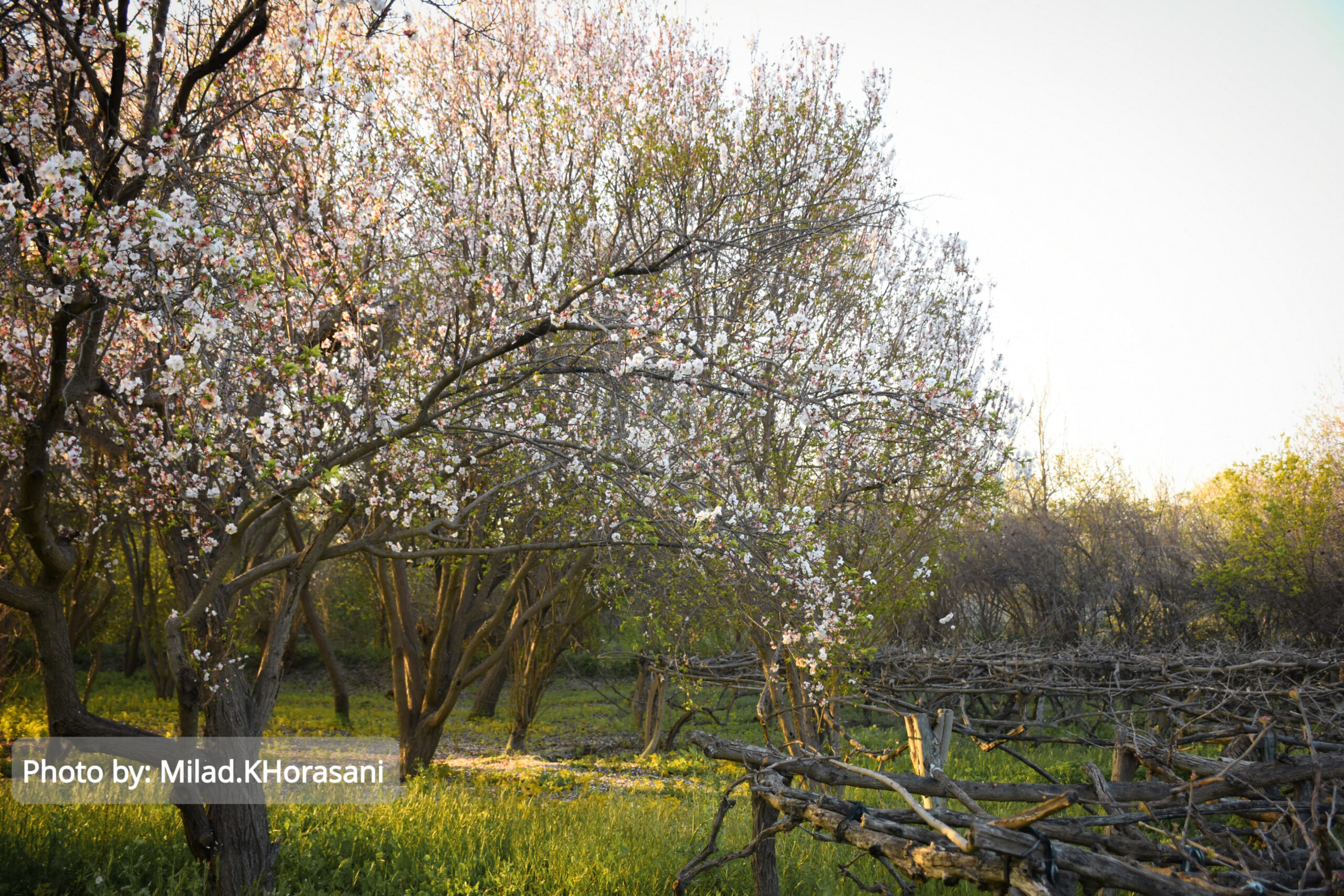 InShot ۲۰۲۵۰۳۱۰ ۲۱۵۸۳۵۴۰۰ scaled شکوفه های زردآلو باغات منصوریه بهبهان+عکس