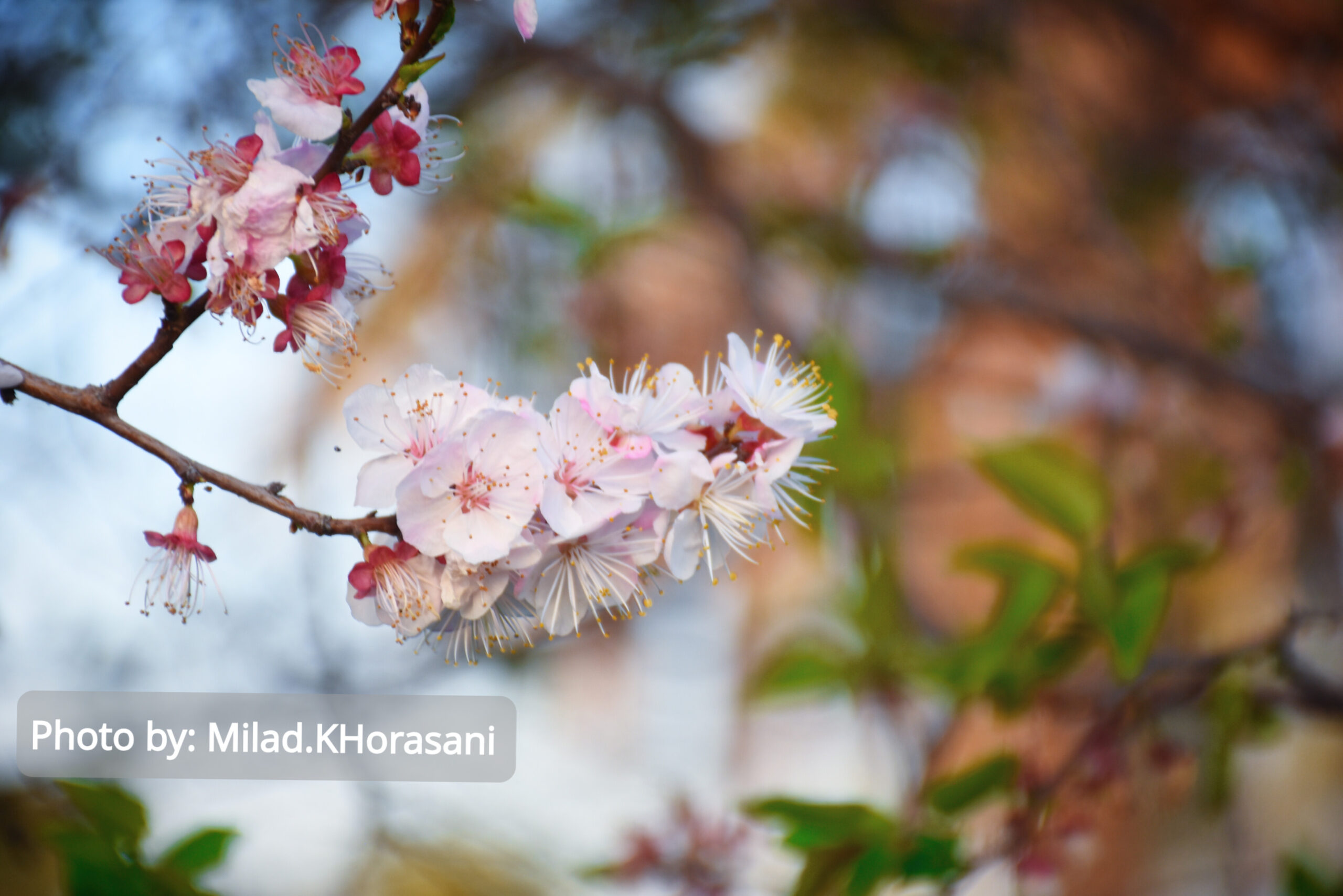 InShot ۲۰۲۵۰۳۱۰ ۲۱۵۹۱۸۲۹۷ scaled شکوفه های زردآلو باغات منصوریه بهبهان+عکس