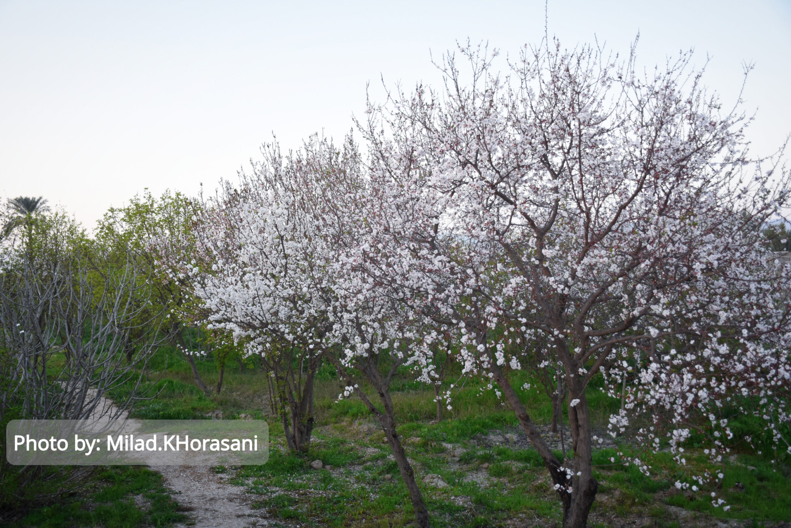 InShot ۲۰۲۵۰۳۱۰ ۲۲۰۰۲۲۹۵۰ scaled شکوفه های زردآلو باغات منصوریه بهبهان+عکس