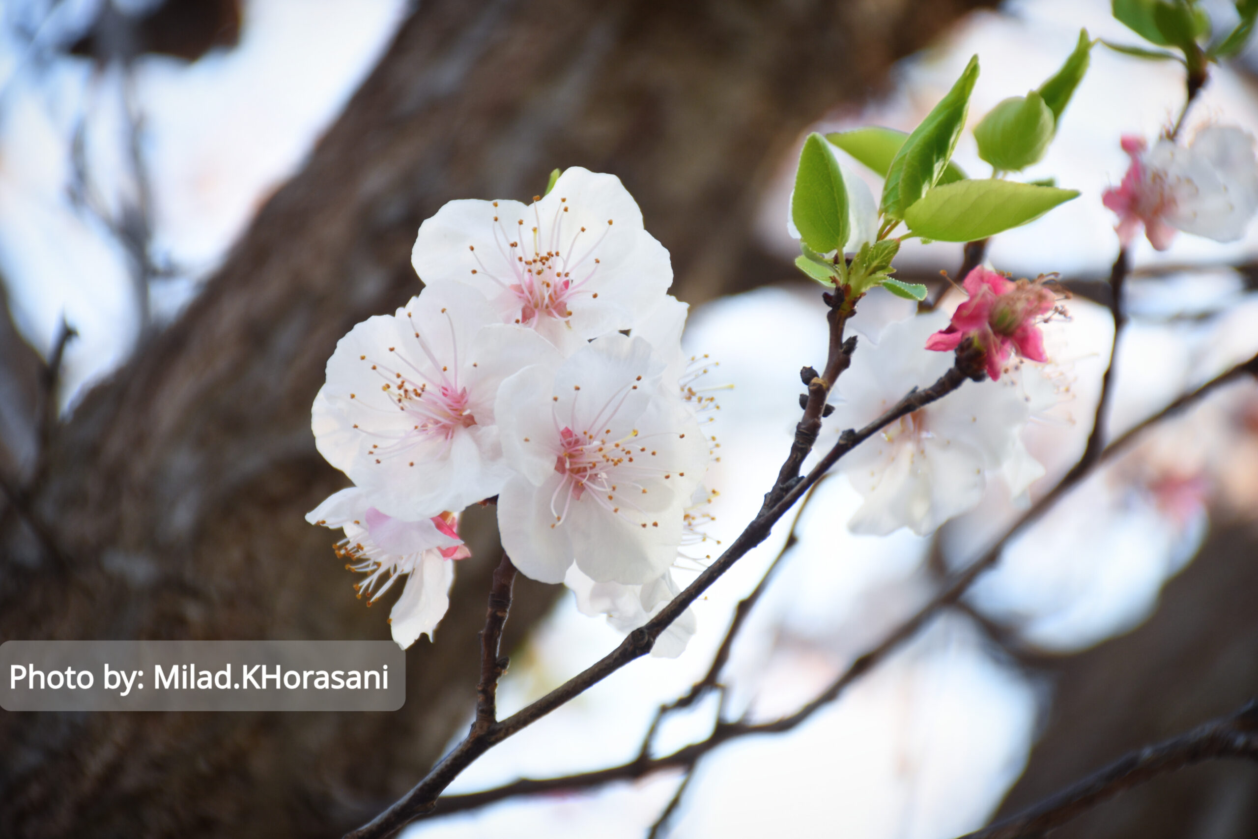 InShot ۲۰۲۵۰۳۱۰ ۲۲۰۱۰۰۸۵۶ scaled شکوفه های زردآلو باغات منصوریه بهبهان+عکس