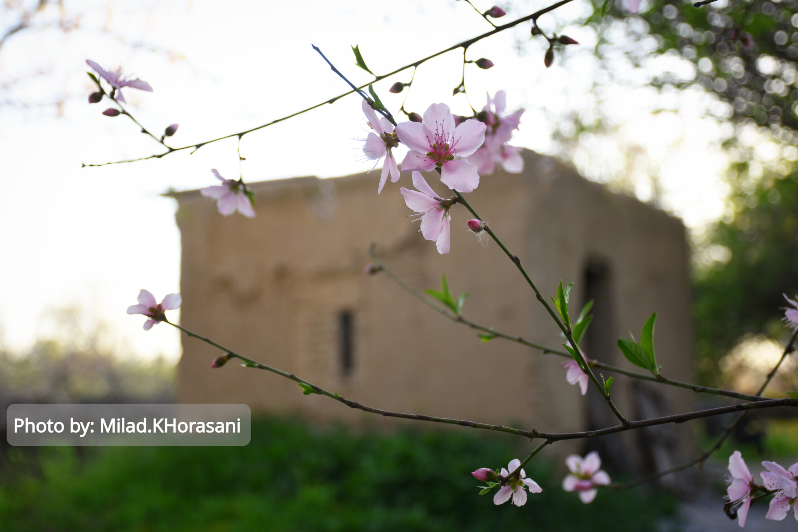 InShot ۲۰۲۵۰۳۱۰ ۲۲۰۱۵۰۹۰۵ scaled شکوفه های زردآلو باغات منصوریه بهبهان+عکس