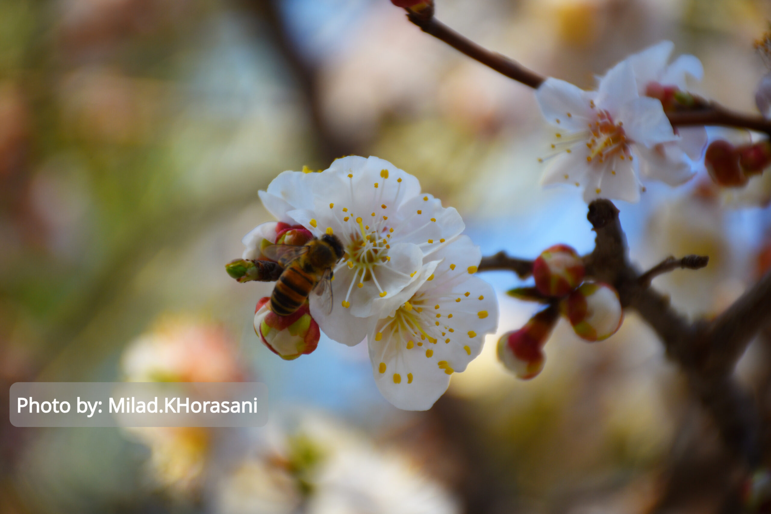 InShot ۲۰۲۵۰۳۱۰ ۲۲۰۲۳۱۵۳۳ scaled شکوفه های زردآلو باغات منصوریه بهبهان+عکس
