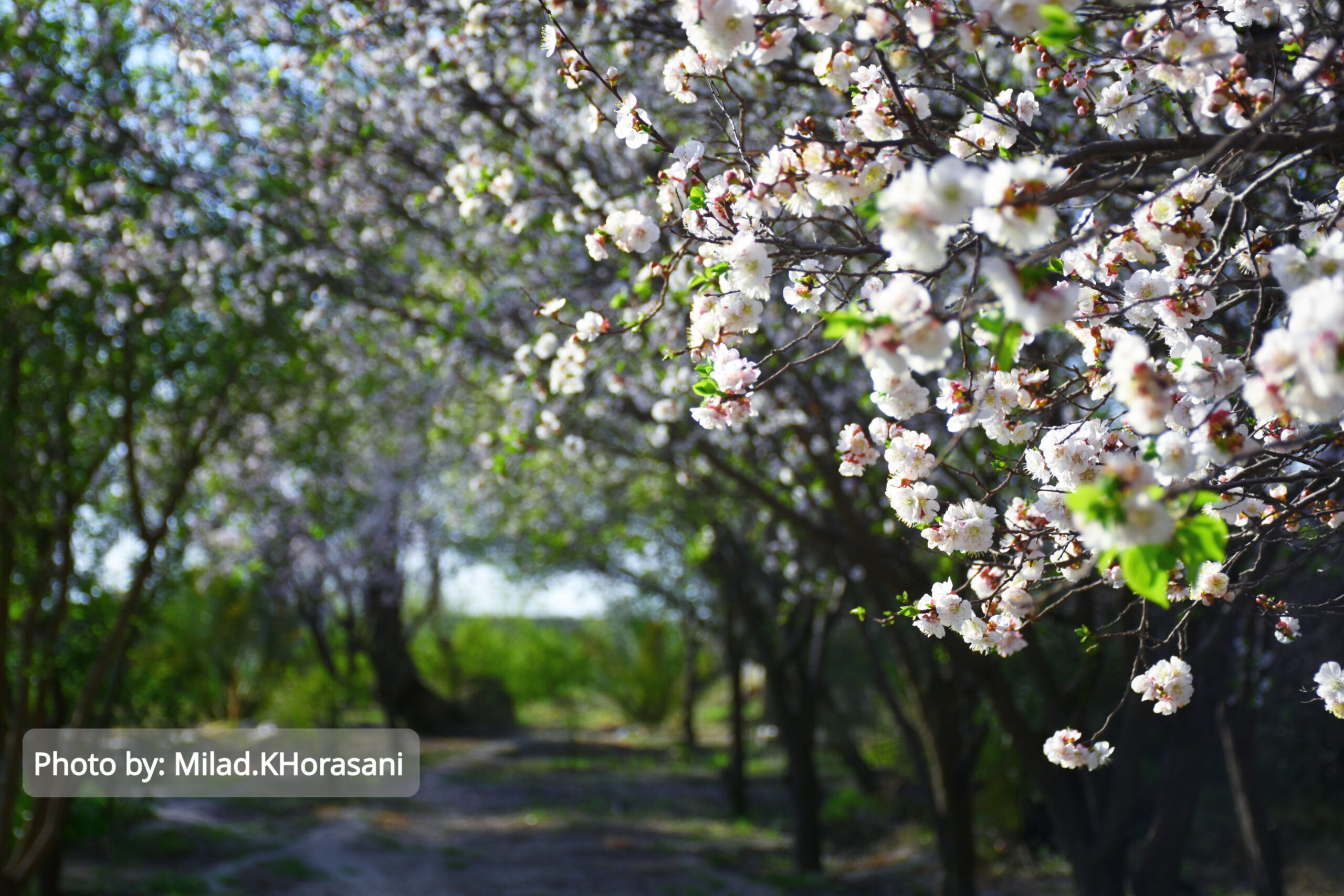 InShot ۲۰۲۵۰۳۱۰ ۲۲۰۳۲۵۸۱۵ scaled شکوفه های زردآلو باغات منصوریه بهبهان+عکس