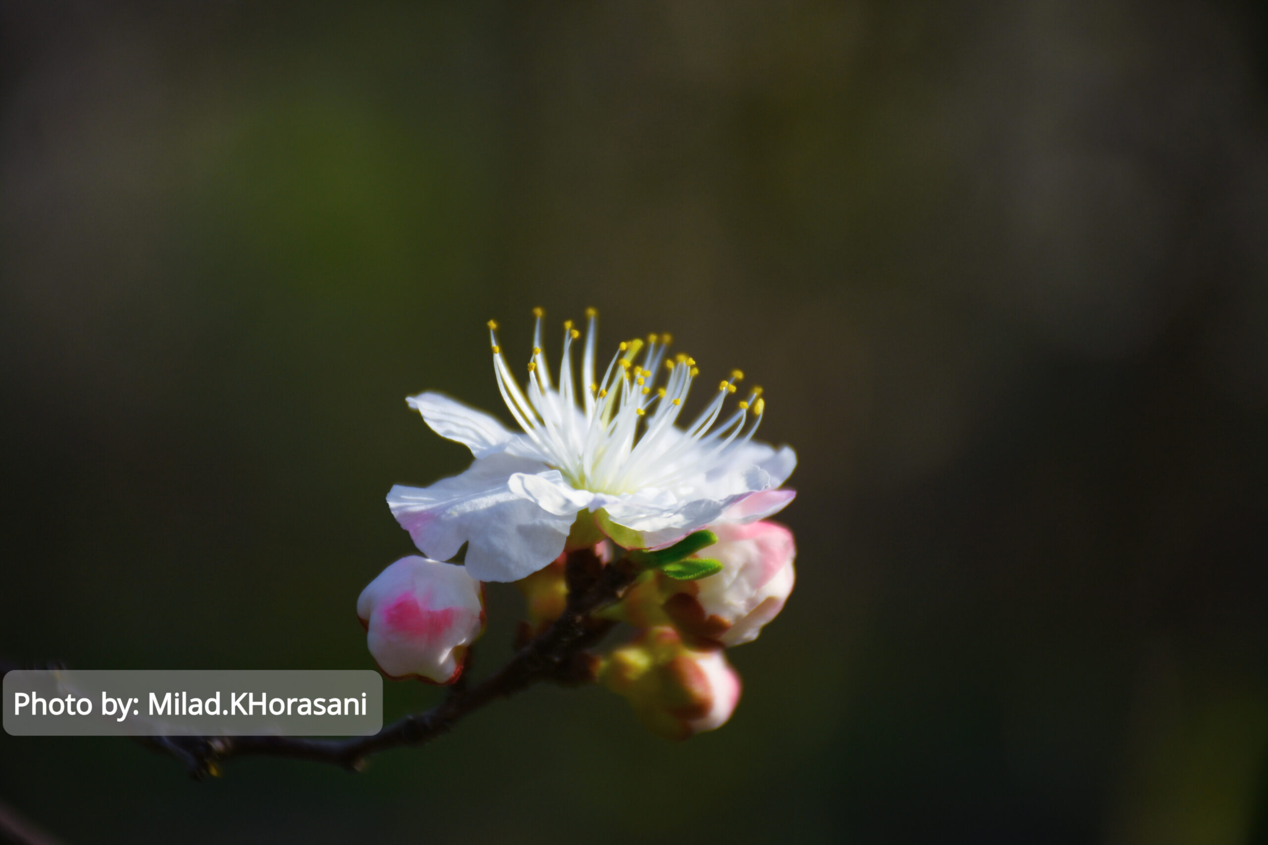 InShot ۲۰۲۵۰۳۱۰ ۲۲۰۴۲۹۶۸۹ scaled شکوفه های زردآلو باغات منصوریه بهبهان+عکس