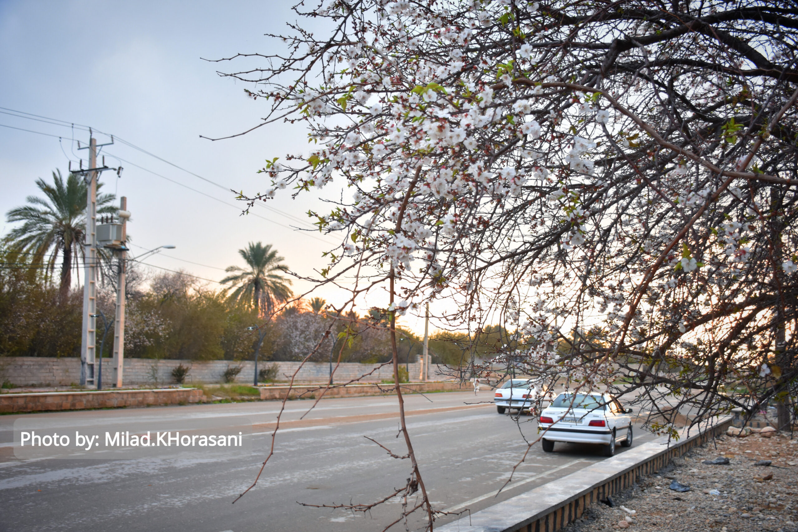 InShot ۲۰۲۵۰۳۱۰ ۲۲۰۵۳۷۵۳۴ scaled شکوفه های زردآلو باغات منصوریه بهبهان+عکس