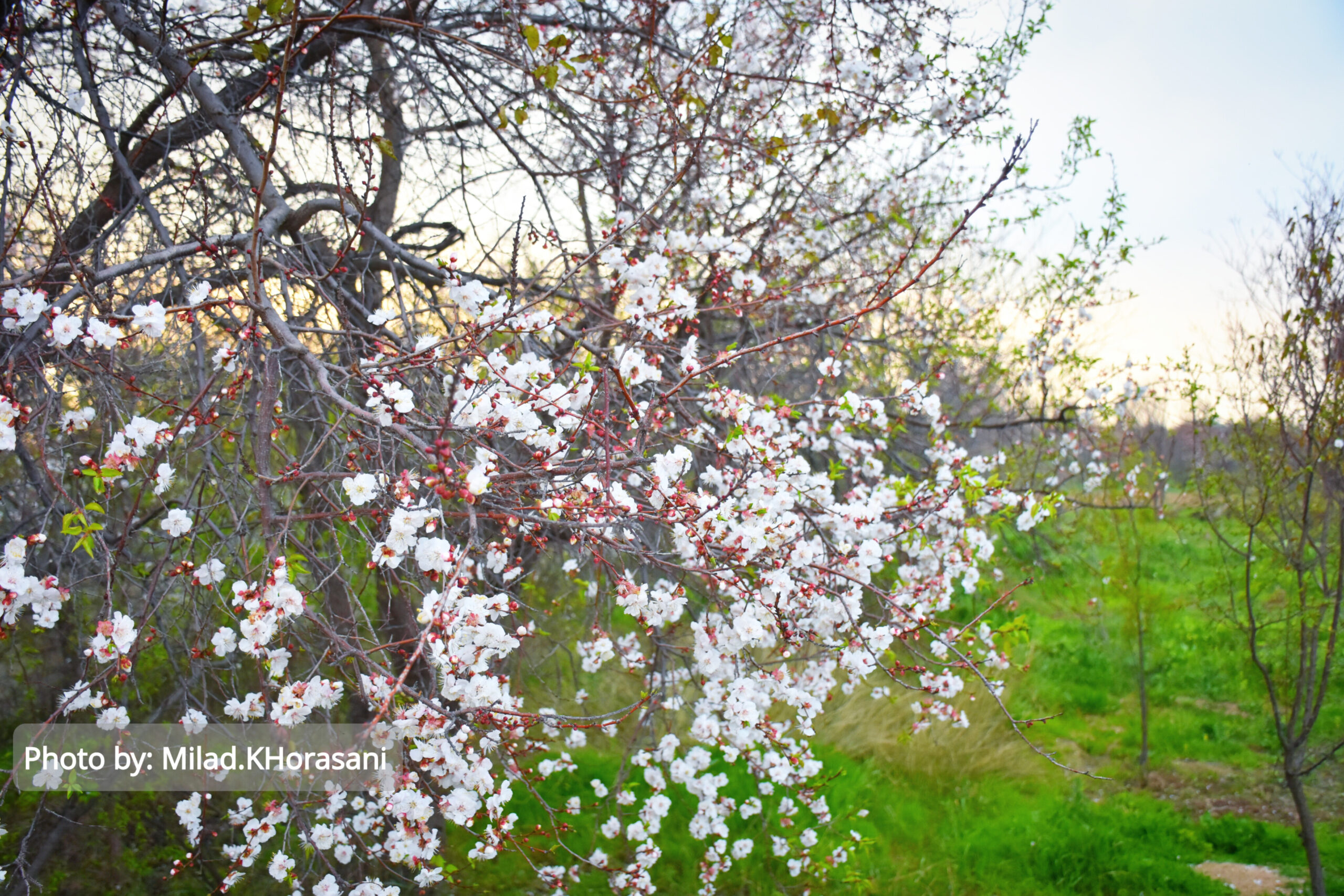InShot ۲۰۲۵۰۳۱۰ ۲۲۰۷۰۹۱۴۶ scaled شکوفه های زردآلو باغات منصوریه بهبهان+عکس