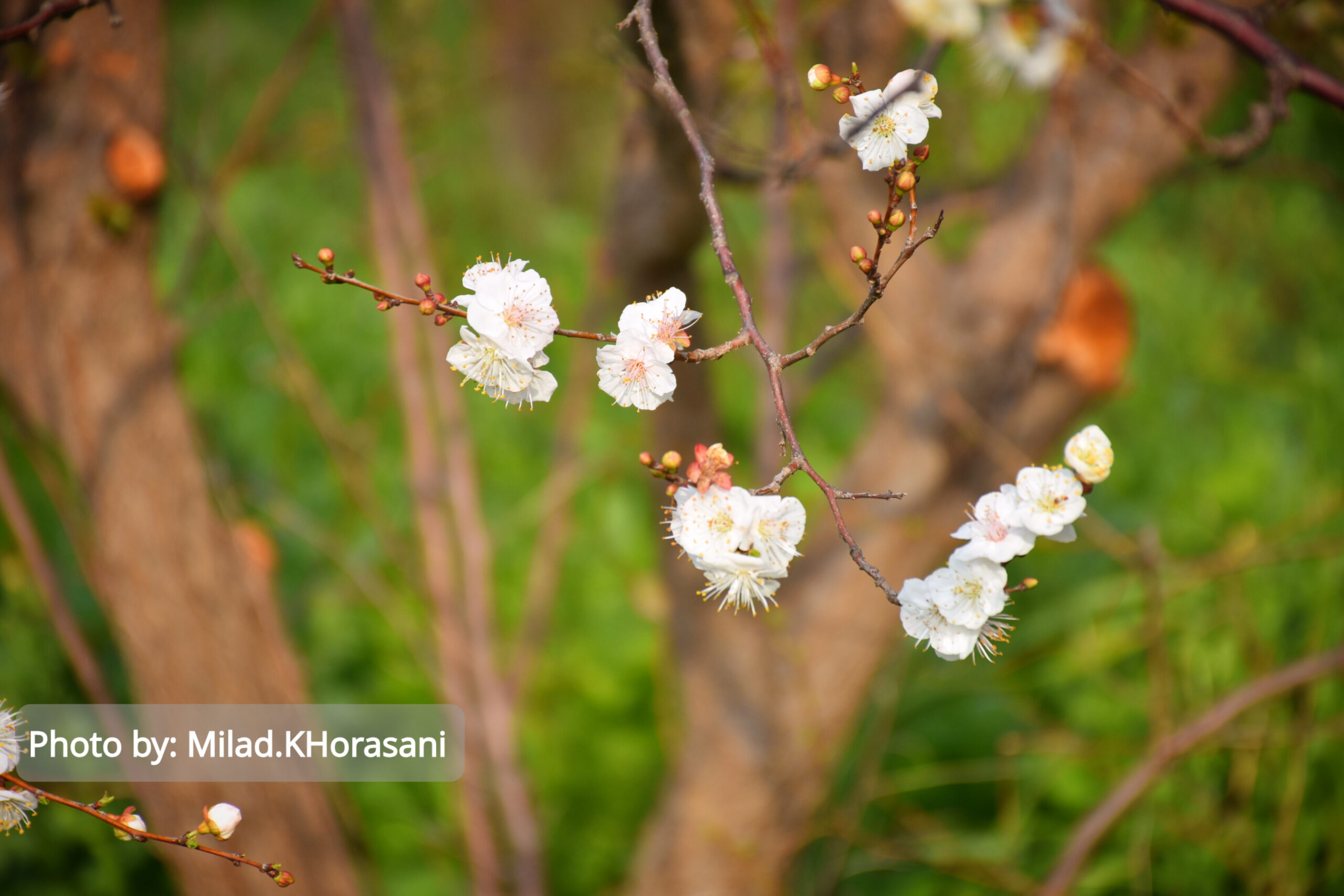 InShot ۲۰۲۵۰۳۱۰ ۲۲۰۷۵۷۸۳۶ scaled شکوفه های زردآلو باغات منصوریه بهبهان+عکس