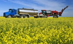 وضعیت خرید کلزا در بهبهان مشخص شد