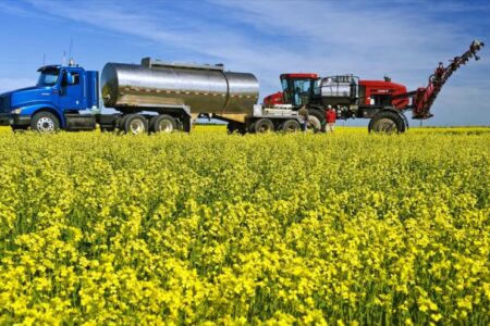 وضعیت خرید کلزا در بهبهان مشخص شد