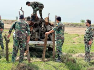 IMG 20250406 WA0130 سوداگران چوب در چنگال یگان حفاظت بهبهان