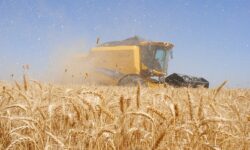 مطالبات گندم‌کاران بهبهان به موقع پرداخت می‌شود