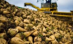 برداشت بیش از ۸۰ هزار تن چغندر قند از مزارع بهبهان