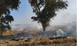  کشاورزان از سوزاندن بقایای مزارع خودداری کنند