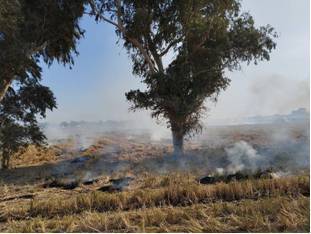  کشاورزان از سوزاندن بقایای مزارع خودداری کنند