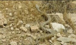 رهاسازی ۴ حلقه مار در طبیعت بهبهان