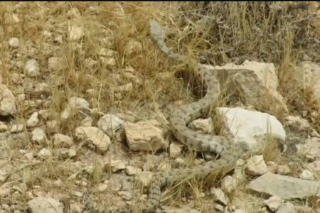 رهاسازی ۴ حلقه مار در طبیعت بهبهان