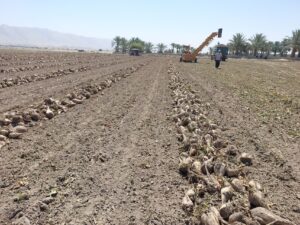 IMG 20250524 212231 658 برداشت بیش از ۸۰ هزار تن چغندر قند از مزارع بهبهان