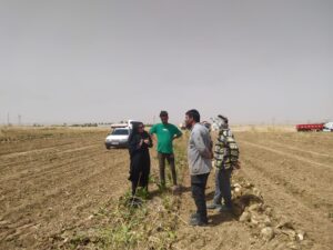 IMG 20250524 212254 939 برداشت بیش از ۸۰ هزار تن چغندر قند از مزارع بهبهان