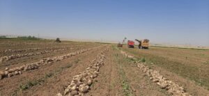 IMG 20250524 212317 183 برداشت بیش از ۸۰ هزار تن چغندر قند از مزارع بهبهان