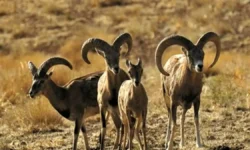 عبور گله‌ی کل بز از منطقه حفاظت‌شده خائیز