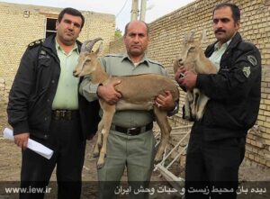 jBmYzY5YzZkM شهادت مسئول منطقه حفاظت‌شده خائیز در درگیری با شکارچیان متخلف
