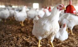 مرغ در بهبهان پر کشید!!!