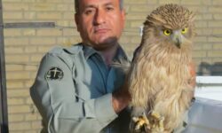 دستور ویژه سردار رادان در خصوص پرونده شهید دیده‌بان