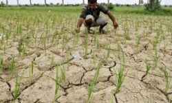 ممنوعیت قطعی کشت شلتوک و سبزیجات تابستانه در بهبهان / هشدار جدی به متخلفان