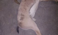 شکارچی مسلح با کلاشینکف در مرز خائیز و بهبهان متواری شد