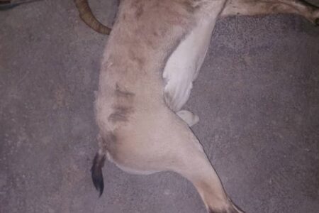 شکارچی مسلح با کلاشینکف در مرز خائیز و بهبهان متواری شد