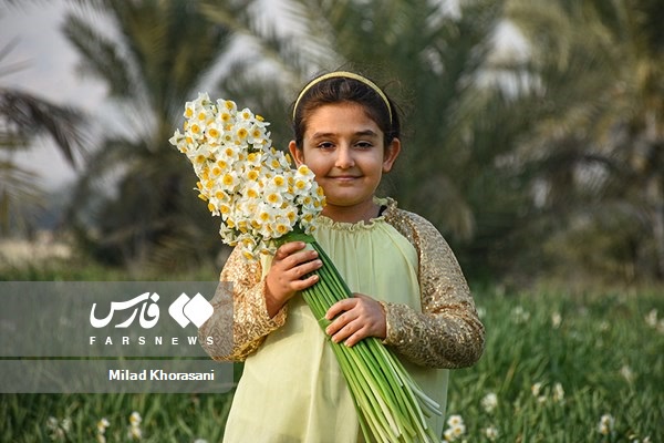 IMG ۲۰۲۶۰۳۲۶ ۱۳۳۲۵۸۵۲۷ عکس| گل نرگس بهبهان