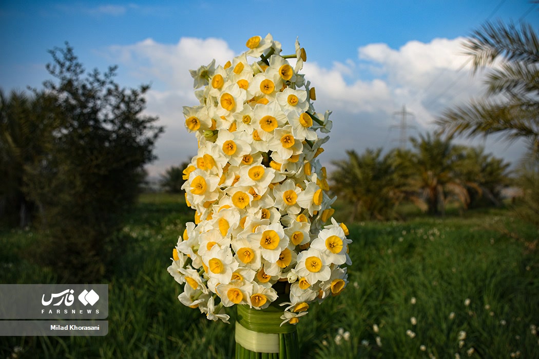 IMG ۲۰۲۶۰۳۲۶ ۱۳۳۳۱۶۲۹۷ عکس| گل نرگس بهبهان