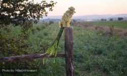 عکس| گل نرگس بهبهان