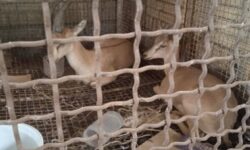کشف ۲ بزغاله وحشی در حاشیه بهبهان؛ متخلفان تحت پیگرد قرار گرفتند