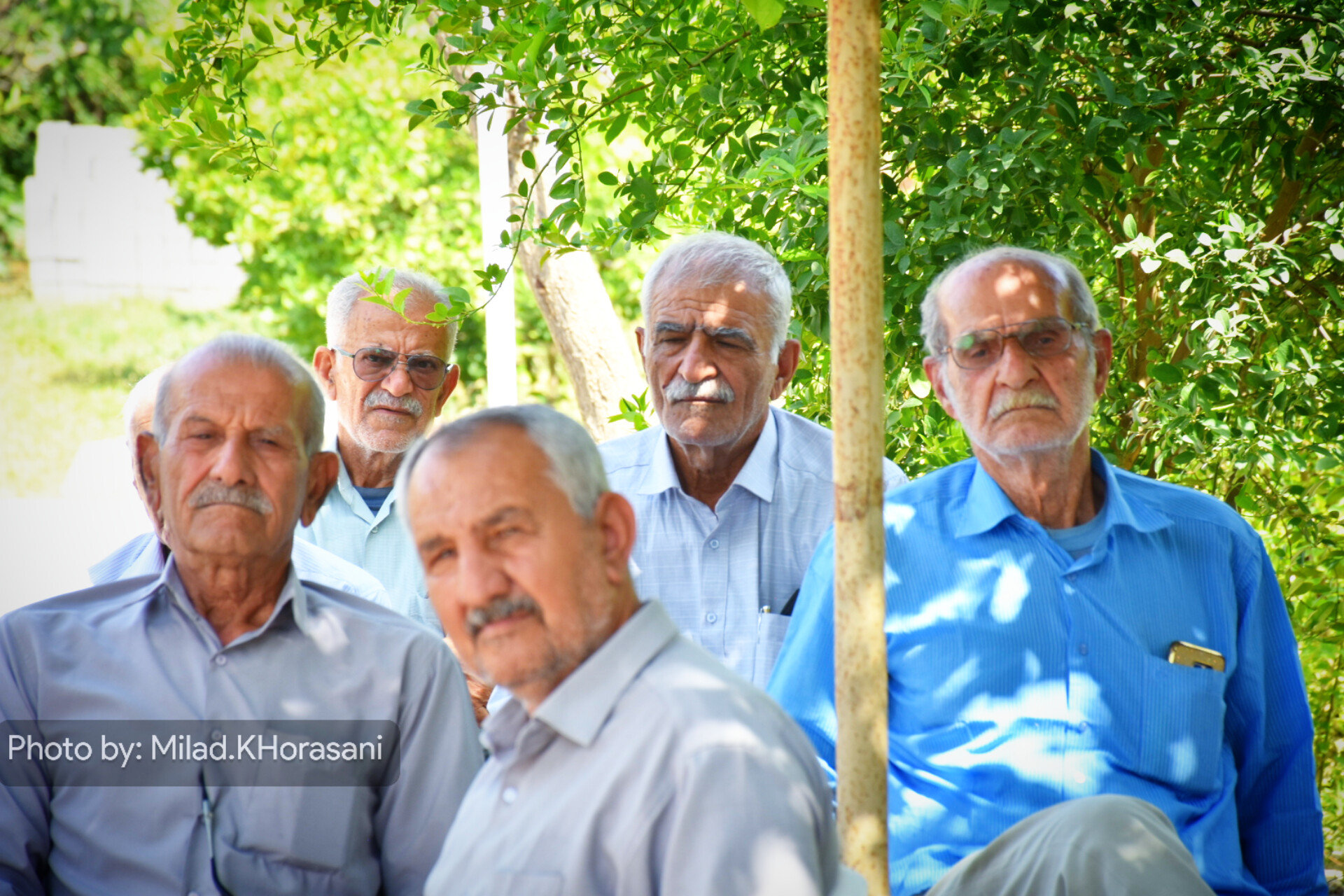 InShot ۲۰۲۶۰۵۱۳ ۱۶۴۰۱۳۹۱۳ عکس| شکرانه برداشت زردآلو منصوریه؛ نوبرانه‌ای خوش‌طعم بهار