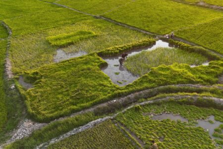 عکس| شالیزارهای تشان؛ روایت سبز زندگی و برکت در دل زمین